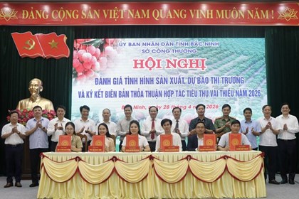Bắc Ninh xúc tiến thúc đẩy hợp tác, tiêu thụ vải thiều năm 2026