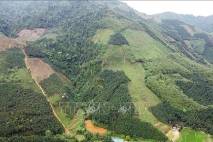Tuyên Quang: Giữ rừng để làm giàu bền vững