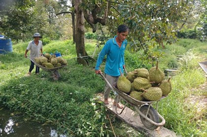 Sầu riêng, mít rớt giá: Đồng Tháp kiến nghị gỡ nghẽn kiểm nghiệm