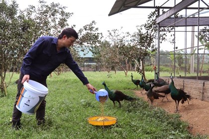Tỷ phú vùng cao và "phép màu" từ chuồng trại