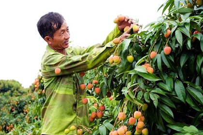 Vải thiều sớm được thị trường ưa chuộng, xuất khẩu hơn 1.000 tấn