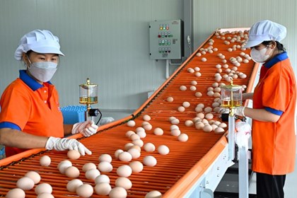 Giá trứng giảm sâu, người chăn nuôi thua lỗ