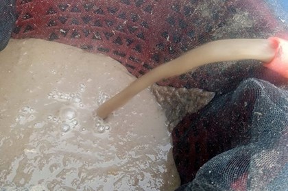 Phân bón từ thân cây chuối giúp nông dân An Giang giảm 90% chi phí