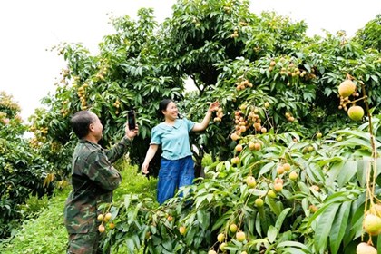 Bắc Ninh công nhận 15 vườn vải đẹp, nâng tầm thương hiệu vải thiều