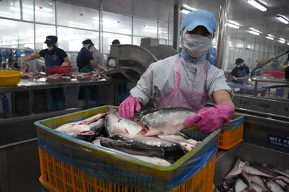 Cá tra giữ giá tốt, doanh nghiệp xuất khẩu hưởng lợi