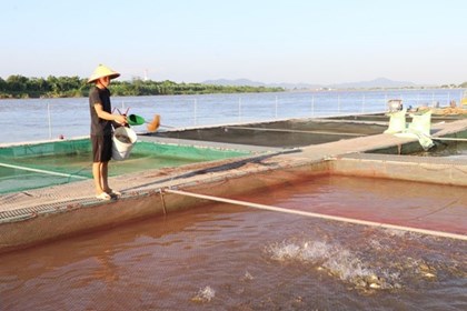 Hải Phòng tăng biện pháp chống nóng bảo vệ sản xuất nông nghiệp