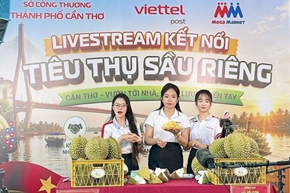 Cần Thơ hỗ trợ nhà vườn kết nối doanh nghiệp, siêu thị để bán sầu riêng