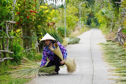 An Giang: Biến cỏ bàng biên giới thành sản phẩm OCOP 4 sao xuất khẩu
