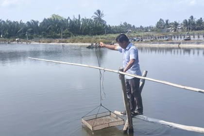 Nuôi tôm hữu cơ mở hướng phát triển vùng U Minh Thượng Nuôi tôm hữu cơ mở hướng phát triển vùng U Minh Thượng