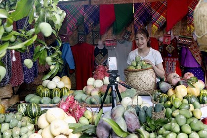 Xoài vào chính vụ, nông dân gấp rút thu hoạch phục vụ xuất khẩu