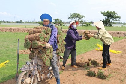 Cỏ Nhật giúp nông dân Nam Hồng thu lãi tới 300 triệu đồng/ha Cỏ Nhật giúp nông dân Nam Hồng thu lãi tới 300 triệu đồng/ha