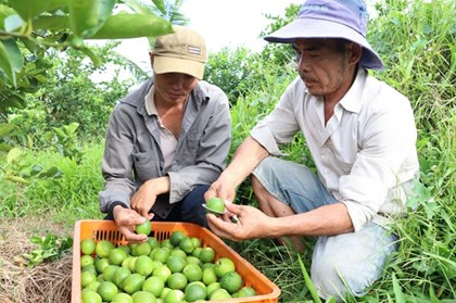 Vĩnh Long thay đổi tư duy sản xuất từ mã số vùng trồng Vĩnh Long thay đổi tư duy sản xuất từ mã số vùng trồng