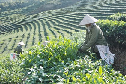 Xây dựng thương hiệu nông sản từ những mô hình kinh tế tập thể Xây dựng thương hiệu nông sản từ những mô hình kinh tế tập thể