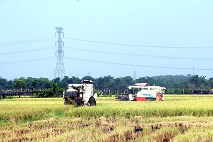 Gạo xuất khẩu tăng lượng, giá vẫn chịu áp lực giảm