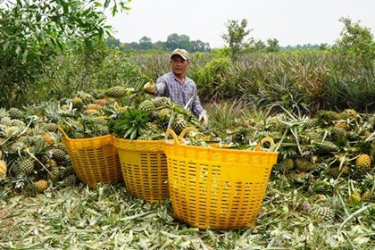 Giá dứa bốc hơi 50%: Nông dân Đồng Tháp Mười ngậm ngùi hòa vốn