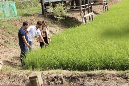 Lấy phù sa nuôi cá đồng: Lối đi thuận thiên của nông dân miền Tây Lấy phù sa nuôi cá đồng: Lối đi thuận thiên của nông dân miền Tây
