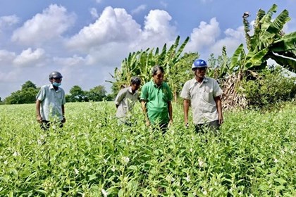 An Giang chủ động chuyển đổi cây trồng thích ứng thị trường An Giang chủ động chuyển đổi cây trồng thích ứng thị trường