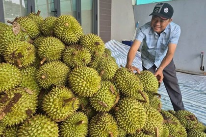 Sôi động "chợ" sầu riêng Nghĩa Trung: Cơ hội lớn đi cùng thách thức quản lý