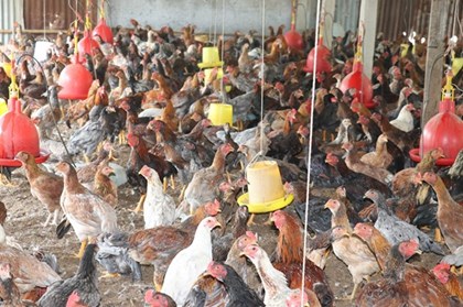 Đồng Tháp: Giá gà giảm 40%, người nuôi thua lỗ nặng Đồng Tháp: Giá gà giảm 40%, người nuôi thua lỗ nặng