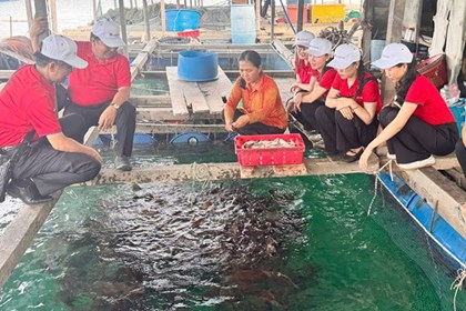 Phát triển nghề nuôi cá lồng bè biển đảo: Cần trợ lực từ vốn vay Phát triển nghề nuôi cá lồng bè biển đảo: Cần trợ lực từ vốn vay