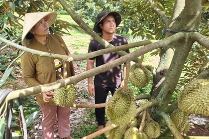 “Bệ đỡ” giúp đồng bào dân tộc thiểu số thoát nghèo