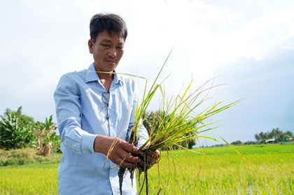 Quảng Ngãi: Lúa Hè Thu khô héo hàng loạt do nắng nóng và xâm nhập mặn Quảng Ngãi: Lúa Hè Thu khô héo hàng loạt do nắng nóng và xâm nhập mặn