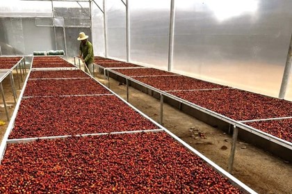 Giá giảm, cà phê chờ nguồn cung vụ mới