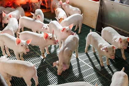 Chuyển đổi số, liên kết chuỗi tạo động lực mới cho ngành chăn nuôi