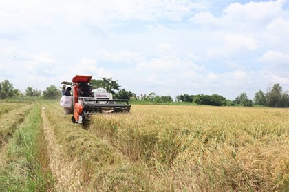 Đa dạng giải pháp giảm phát thải khí mê-tan trong trồng trọt