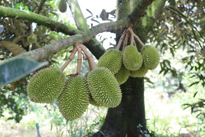 Tập trung nâng cao năng suất, chất lượng và hiệu quả sản xuất sầu riêng Tập trung nâng cao năng suất, chất lượng và hiệu quả sản xuất sầu riêng