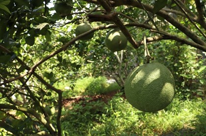 Nghị quyết 57-NQ/TW: Chuyển đổi số đưa nông nghiệp vào kỷ nguyên hiện đại Nghị quyết 57-NQ/TW: Chuyển đổi số đưa nông nghiệp vào kỷ nguyên hiện đại