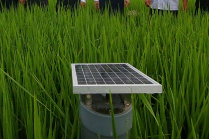 Chủ động rút nước giữa vụ giúp giảm phát thải khí mê-tan Chủ động rút nước giữa vụ giúp giảm phát thải khí mê-tan