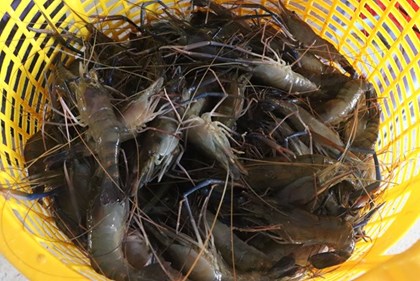 Số hóa sản xuất lúa - tôm, thúc đẩy liên kết chuỗi giá trị