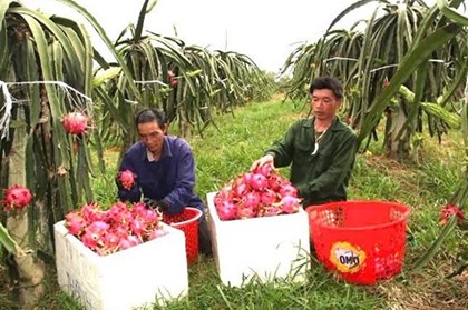 Phú Thọ nâng chất hợp tác xã, mở rộng liên kết chuỗi