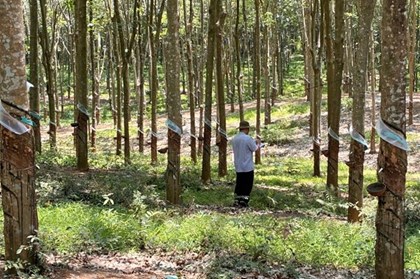 Đồng Nai đẩy mạnh liên kết, nâng giá trị nông sản