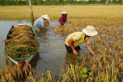 Những ngày chạy đua với nước để giữ mùa vàng ở Đồng Tháp