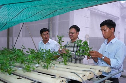 Khi dược liệu Tây Ninh bước vào chuỗi giá trị mới