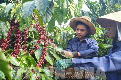 Chuyển đổi số trong xây dựng chuỗi liên kết sản xuất nông nghiệp