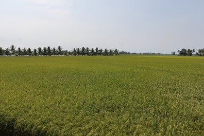 Giá gạo xuất khẩu tăng, kỳ vọng nhu cầu phục hồi