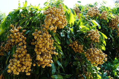 Nhãn Châu Thành nâng tầm giá trị nông sản Đồng Tháp