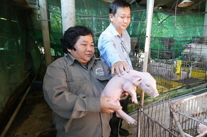 Nữ nông dân Đồng Tháp làm giàu từ chăn nuôi lợn