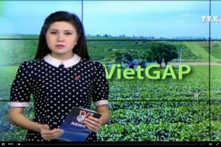Chi phí cho chứng nhận Vietgap quá sức nông dân