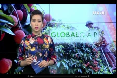 Xây dựng các tiêu chuẩn GAP nhìn từ quả vải