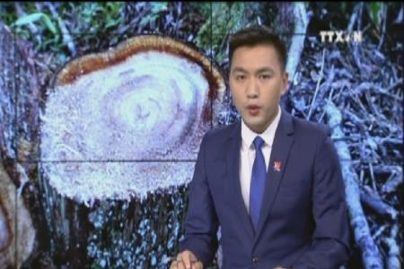 Tan hoang cánh rừng Pơ Mu ở Quảng Nam