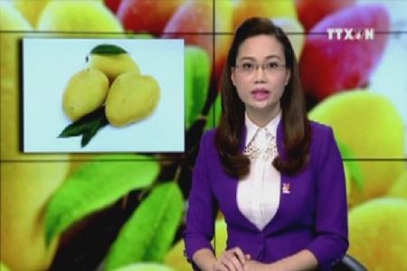 Bộ NN và PT NT lên tiếng trước tin đồn xoài giả