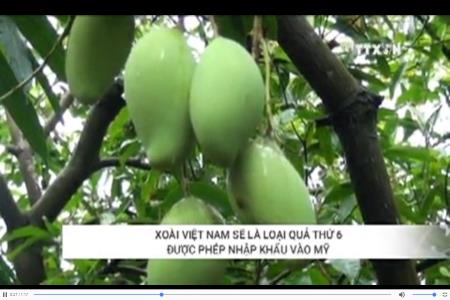 Xoài Việt Nam sẽ là loại quả thứ 6 được phép nhập khẩu vào Mỹ