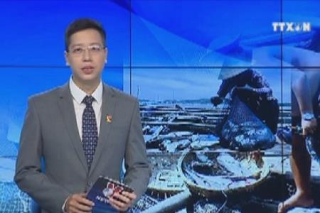 Quảng Ngãi: Cá chết bất thường số lượng lớn không rõ nguyên nhân