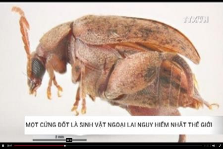 Mọt đốt cứng là sinh vật ngoại lai nguy hiểm