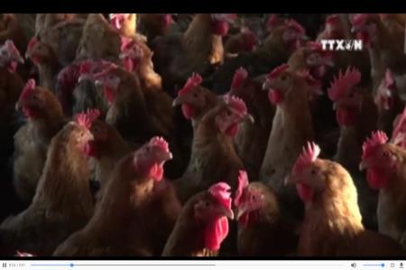 Người nông dân thu nhập tiền tỷ từ sản xuất gà giống lai chọi