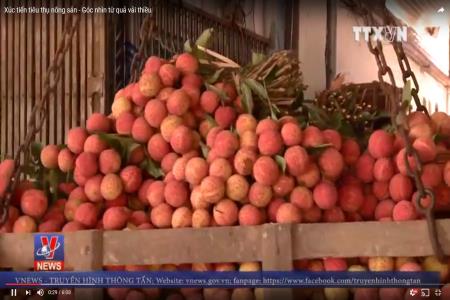 Xúc tiến tiêu thụ nông sản - Góc nhìn từ quả vải thiều